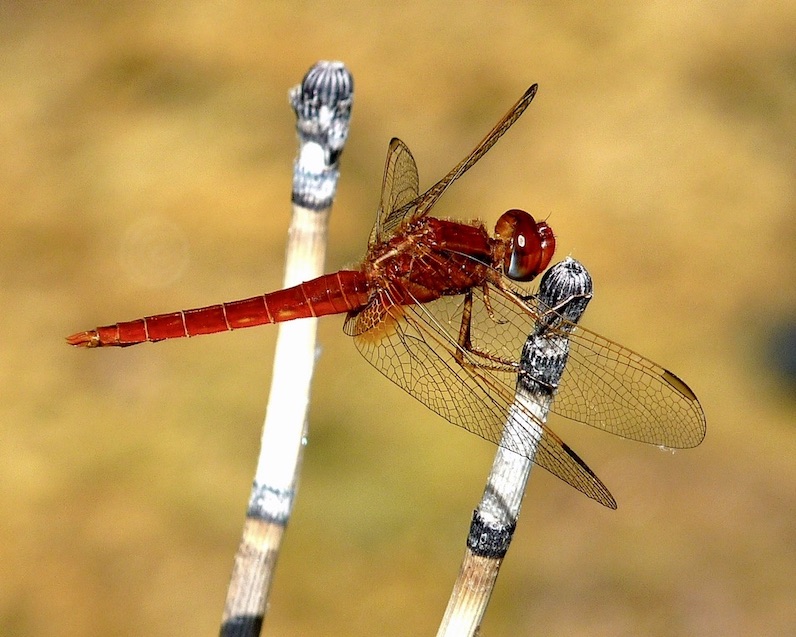 scarlet darter